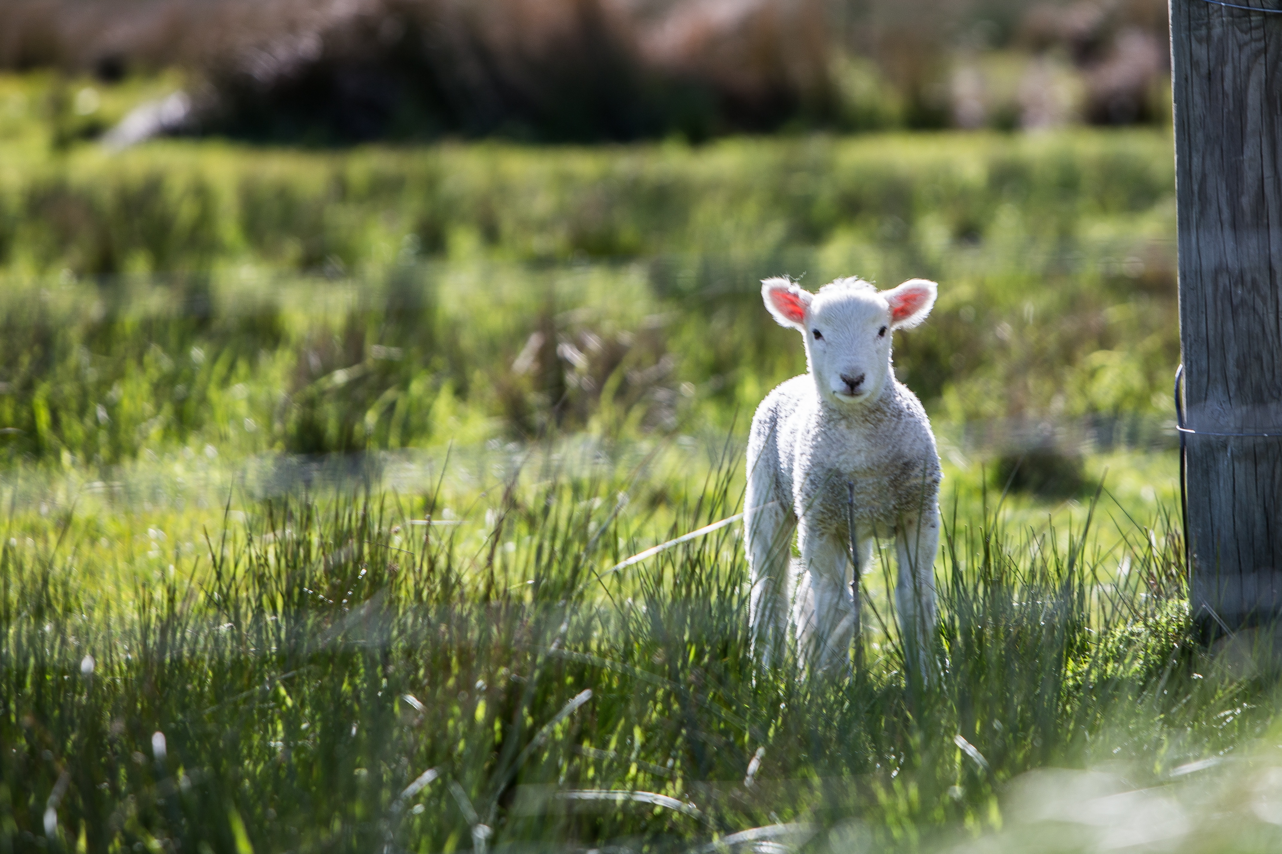 Paschal Lamb Regnum ChristiRegnum Christi